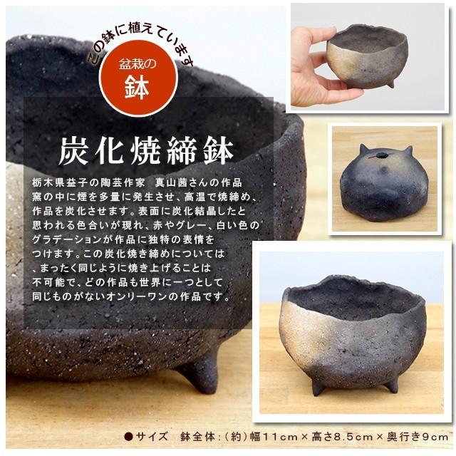 作家もの　黒　焼き締め鉢 盆栽 ナナカマド 作家 真山茜 炭化焼締鉢 bonsai 育て方のしおり付