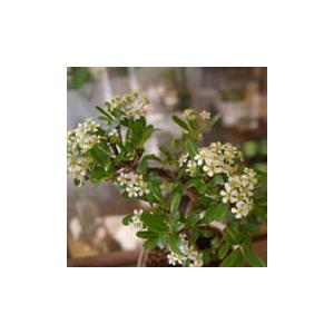 現在実なし 盆栽 ピラカンサ 盆栽鉢 真山茜 炭化焼締鉢 益子 花が咲く
