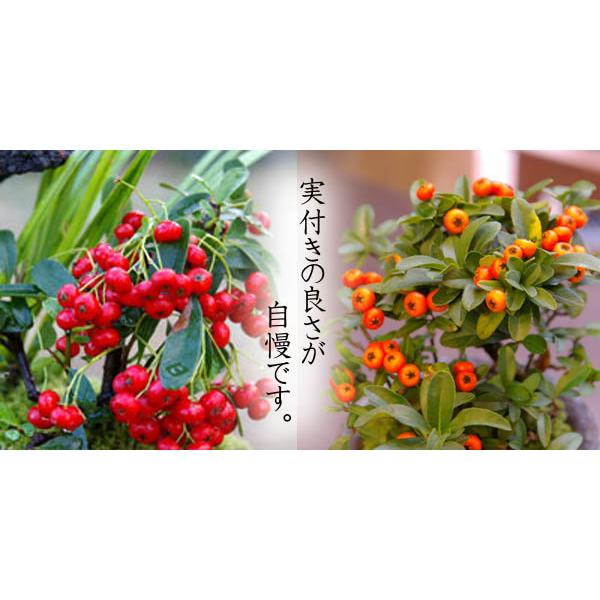 現在実なし 盆栽 ピラカンサ 盆栽鉢 真山茜 炭化焼締鉢 益子 花が咲く