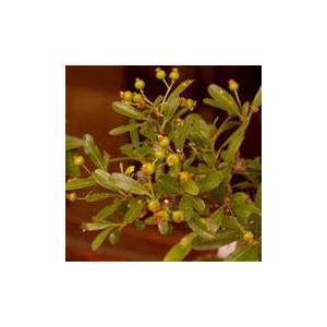 現在実なし 盆栽 ピラカンサ 盆栽鉢 真山茜 炭化焼締鉢 益子 花が咲く