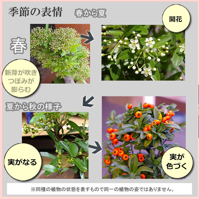 現在実なし 盆栽 ピラカンサ 盆栽鉢 万古焼 白深鉢 花が咲く 白花 実が