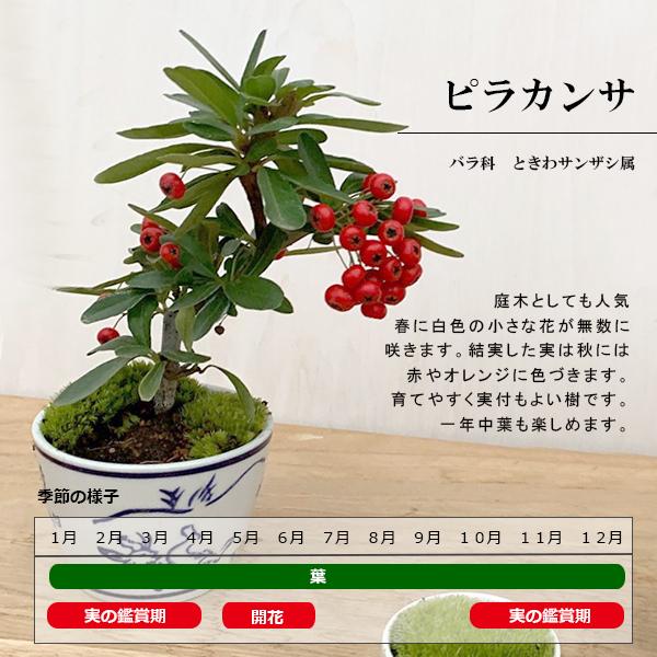 現在実なし 盆栽 ピラカンサ 盆栽鉢 万古焼 白深鉢 花が咲く 白花 実が
