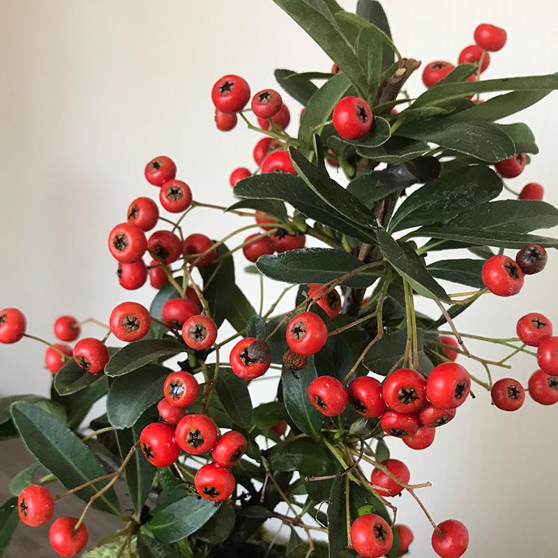 盆栽 ピラカンサ 盆栽鉢 万古焼 白深鉢 花が咲く 白花 実がなる お正月