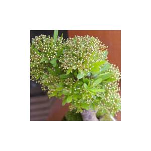 現在実なし 盆栽 ピラカンサ 盆栽鉢 万古焼 白深鉢 花が咲く 白花 実が