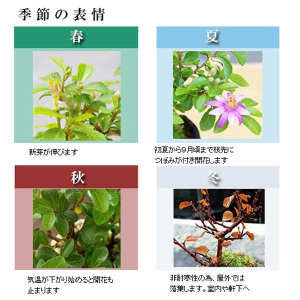 盆栽 睡蓮木 花咲く盆栽 スイレンボク 盆栽 万古白鉢｜midoriyanicogusa｜06