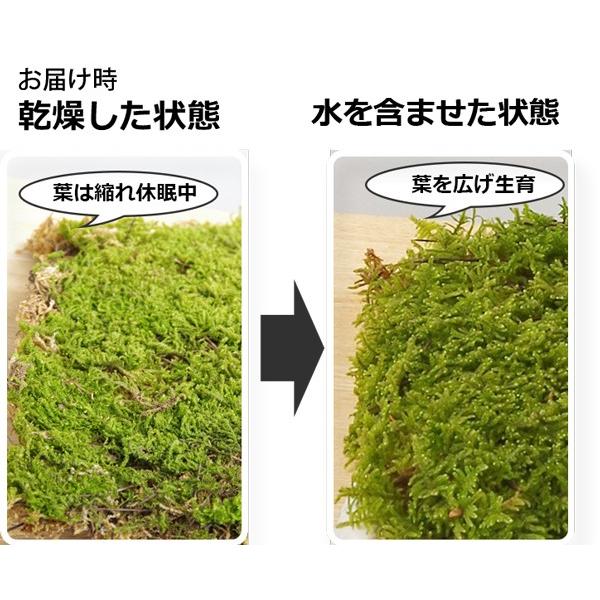 苔玉作り 張り替え ハイゴケパック 盆栽 苔 こけ コケ こけ玉 苔玉｜midoriyanicogusa｜02