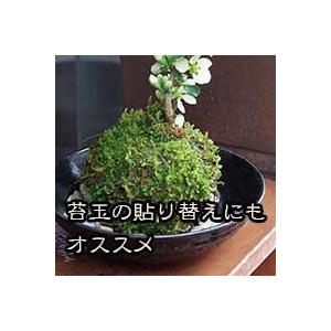 苔玉作り 張り替え ハイゴケパック 盆栽 苔 こけ コケ こけ玉 苔玉｜midoriyanicogusa｜05