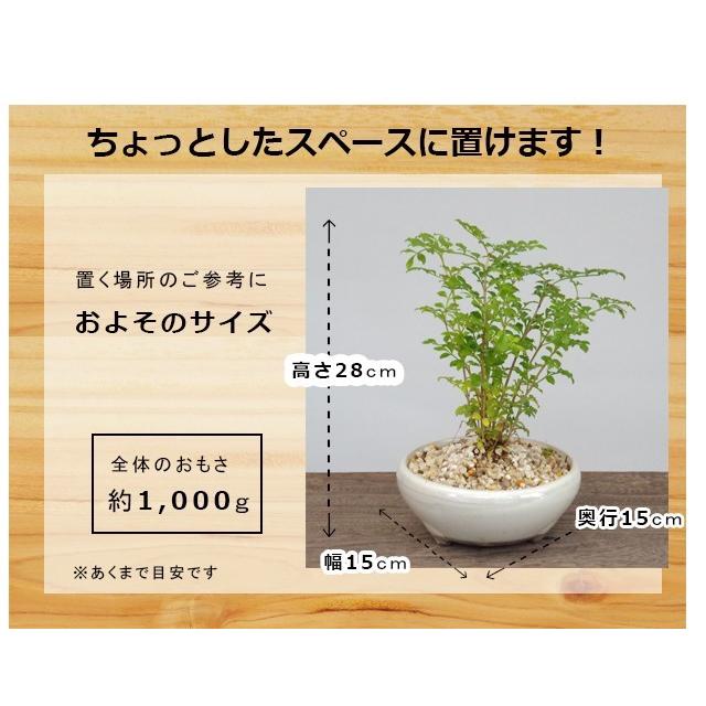 室内で育てられます 光沢の葉が魅力 シマトネリコの鉢植え 万古焼鉢 Kanyou035 みどり屋 和草 にこぐさ 通販 Yahoo ショッピング