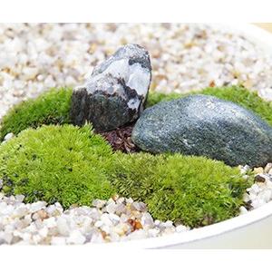 小さな世界 雄大な景色 苔盆栽 こけぼんさい 和鉢 苔 こけ コケ