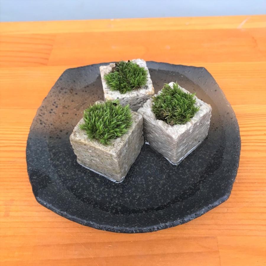 つんだり ならべたり ちいさな苔 苔盆栽 こけキューブ 3個セット 黒 