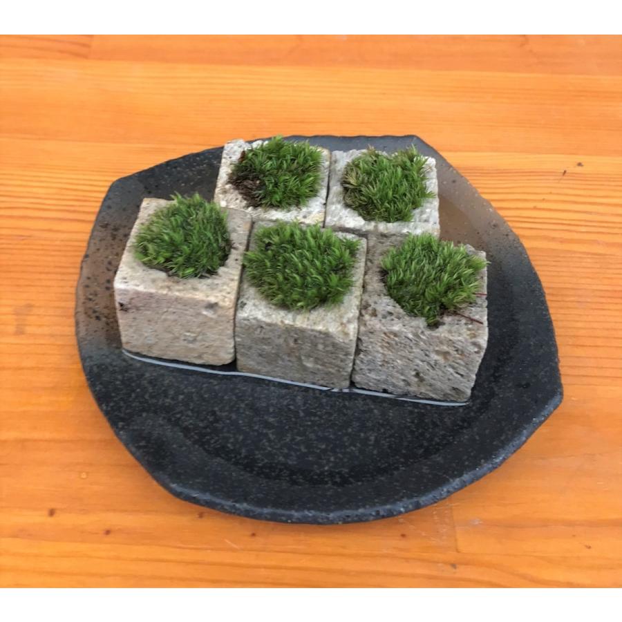 完璧 つんだり ならべたり ちいさな苔 苔盆栽 こけキューブ5個セット 黒備前器 苔 こけ コケ
