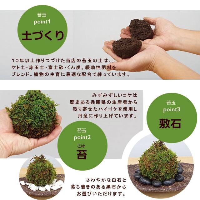 苔玉 盆栽 小さな苔玉 ３兄弟 アイビー ３つ 器セット 苔玉 こけだま コケダマ｜midoriyanicogusa｜02