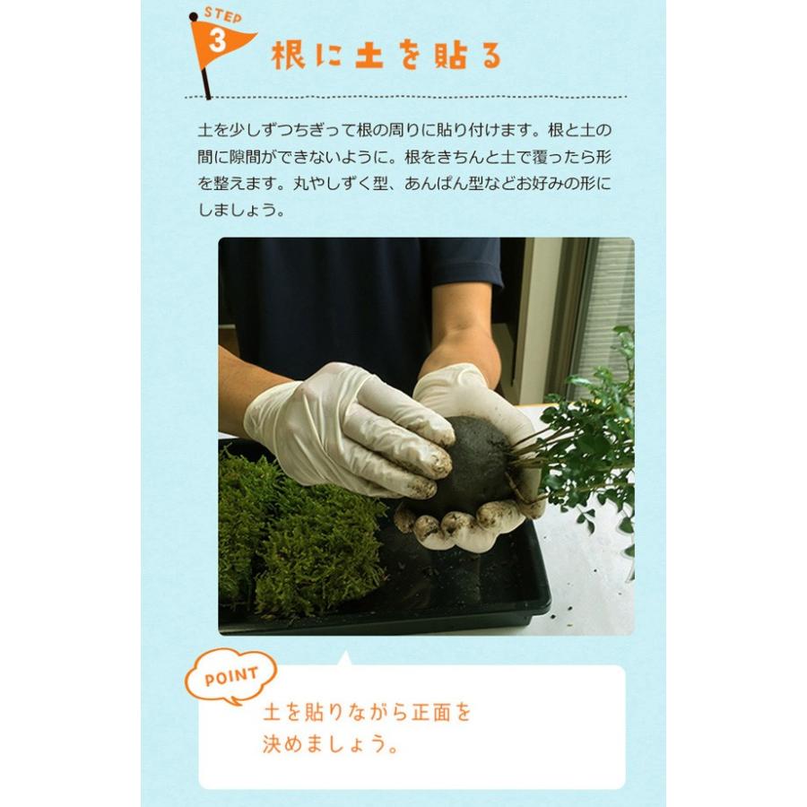 さあ 苔玉を作ってみませんか 苔玉キット 苗付 ガジュマル Kokedama009 1 みどり屋 和草 にこぐさ 通販 Yahoo ショッピング