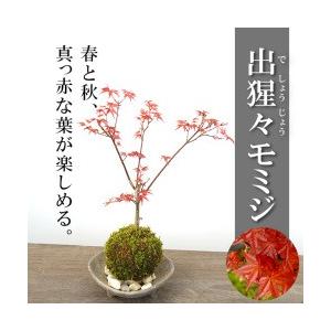 苔玉 盆栽 春にも真っ赤な葉が楽しめる美しいモミジ モミジ 出猩々 苔玉 三つ足灰器セット Kokedama009 2 みどり屋 和草 にこぐさ 通販 Yahoo ショッピング