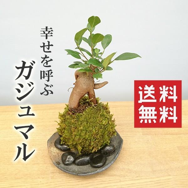 苔玉 盆栽 送料無料 幸せをよぶ樹 ガジュマル 苔玉 器 黒備前