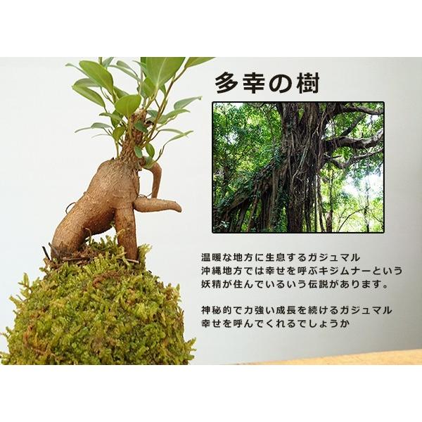 苔玉 盆栽 送料無料 幸せをよぶ樹 ガジュマル 苔玉 器 黒備前