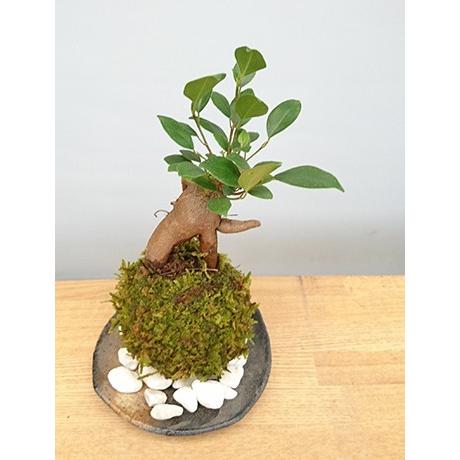 苔玉 盆栽 送料無料 幸せをよぶ樹 ガジュマル 苔玉 器 黒備前