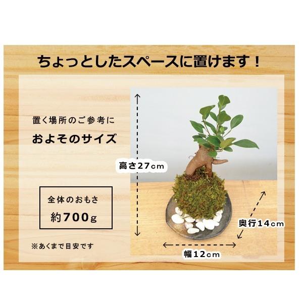 苔玉 盆栽 送料無料 幸せをよぶ樹 ガジュマル 苔玉 器 黒備前