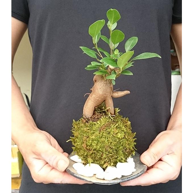 苔玉 盆栽 送料無料 幸せをよぶ樹 ガジュマルの苔玉 器セット Kokedama016s みどり屋 和草 にこぐさ 通販 Yahoo ショッピング