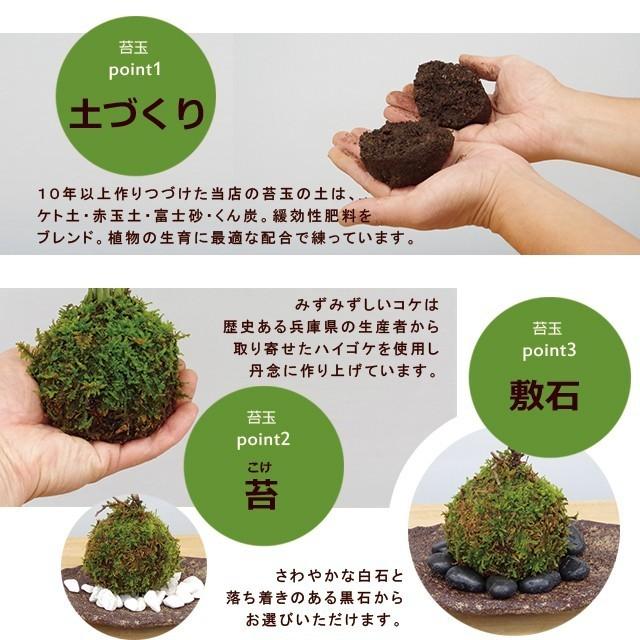 2026年開花終了 苔玉 こけだま ヤマアジサイ 寄せ植え くらま岩器 敷石