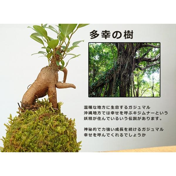 苔玉 盆栽 独特の樹形が人気【ガジュマルの苔玉・炭化焼締器セット 