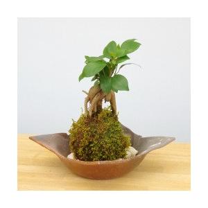 価格 交渉 送料無料 苔玉 盆栽 良質 独特の樹形が人気 ガジュマルの苔玉 コケダマ 焼き締茶器セット こけだま