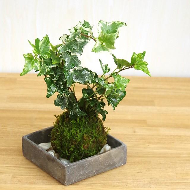 苔玉 盆栽 苔玉の入門版 丈夫で育てやすい アイビー苔玉 焼締角器セット 苔玉 こけだま コケダマ Kokedama028 1 みどり屋 和草 にこぐさ 通販 Yahoo ショッピング