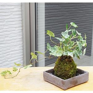 苔玉 盆栽 入門版 育てやすい アイビー 焼締角器セット こけだま