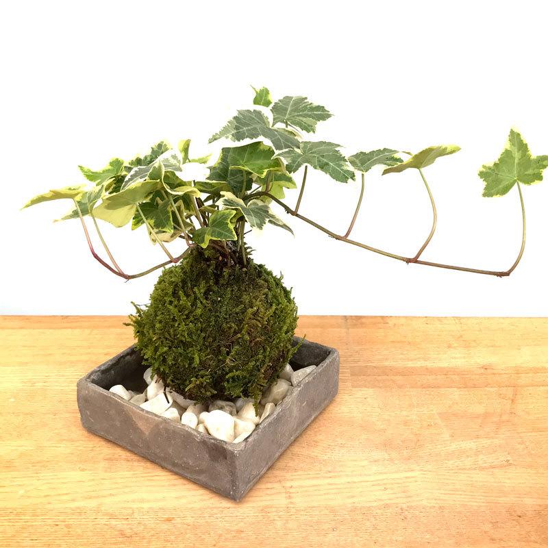 苔玉 盆栽 入門版 育てやすい アイビー 焼締角器セット こけだま