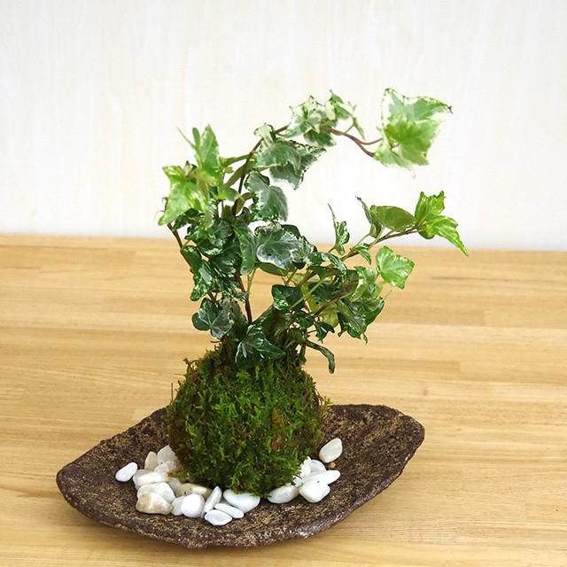 苔玉 盆栽 苔玉の入門版、丈夫で育てやすい アイビー苔玉・くらま岩器セット  苔玉 こけだま コケダマ