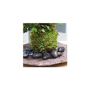 苔玉 盆栽 小さな葉 華やか ワイアープランツ くらま岩器セット