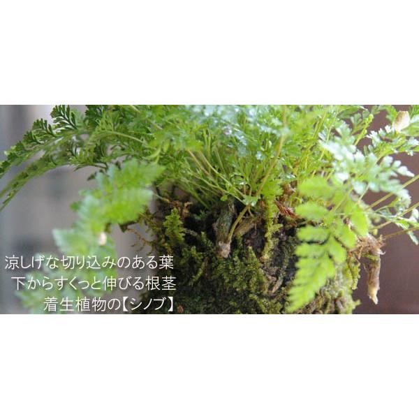 苔玉 盆栽 太い根茎 涼しげな葉 魅力的 シダ植物 シノブ 焼締茶器