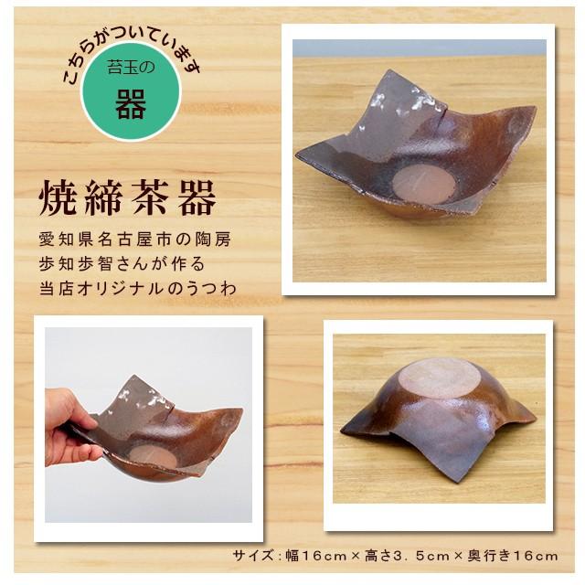 苔玉 盆栽 太い根茎 涼しげな葉 魅力的 シダ植物 シノブ 焼締茶器