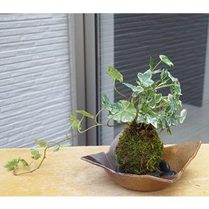 苔玉 盆栽 入門版 育てやすい アイビー 焼締茶器セット こけだま