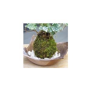 苔玉 盆栽 入門版 育てやすい アイビー 焼締茶器セット こけだま