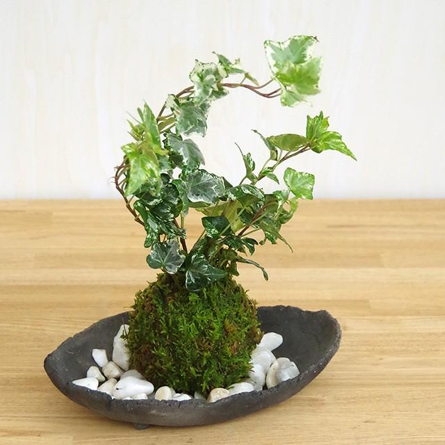 苔玉 盆栽 苔玉の入門版 丈夫で育てやすい アイビー苔玉 炭化焼き締め器セット Kokedama051 1 みどり屋 和草 にこぐさ 通販 Yahoo ショッピング