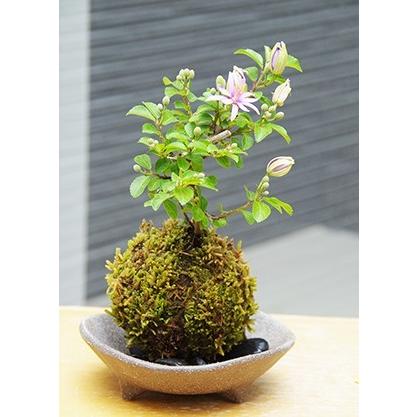 苔玉 盆栽 毎年5月から夏ごろに美しい花が楽しめる 睡蓮木（スイレン