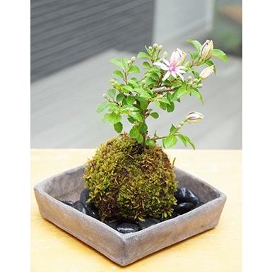 苔玉 盆栽 毎年5月から夏ごろに美しい花が楽しめる 睡蓮木（スイレン