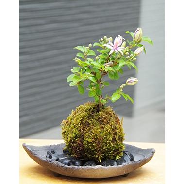 苔玉 盆栽 毎年5月から夏ごろに美しい花が楽しめる 睡蓮木（スイレン