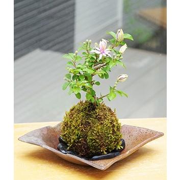 苔玉 盆栽 毎年5月から夏ごろに美しい花が楽しめる 睡蓮木（スイレン