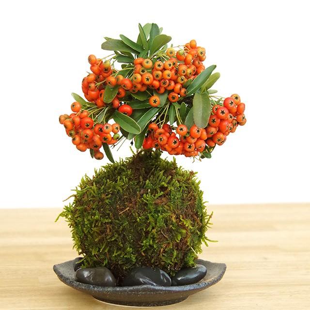 現在実なし 苔玉 盆栽 秋から冬 真っ赤な実 春に白い花 ピラカンサ 器