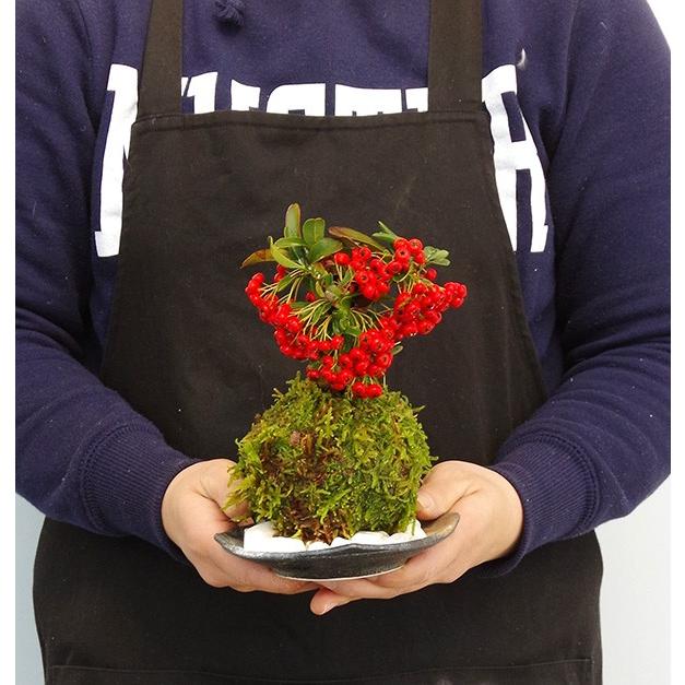 苔玉 盆栽 秋から冬 真っ赤な実 春に白い花 ピラカンサ 苔玉 器セット ぴらかんさ こけだま コケダマ
