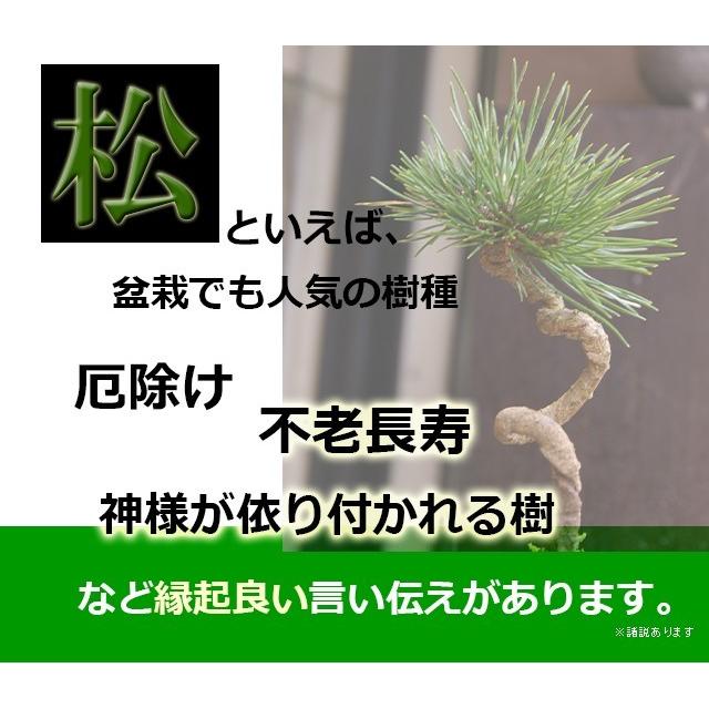 黒松【足元良好 面白い幹芸】 大物黒松改作 幹の凝縮で迫力を備えた中品へと導く 月刊「#近代盆栽