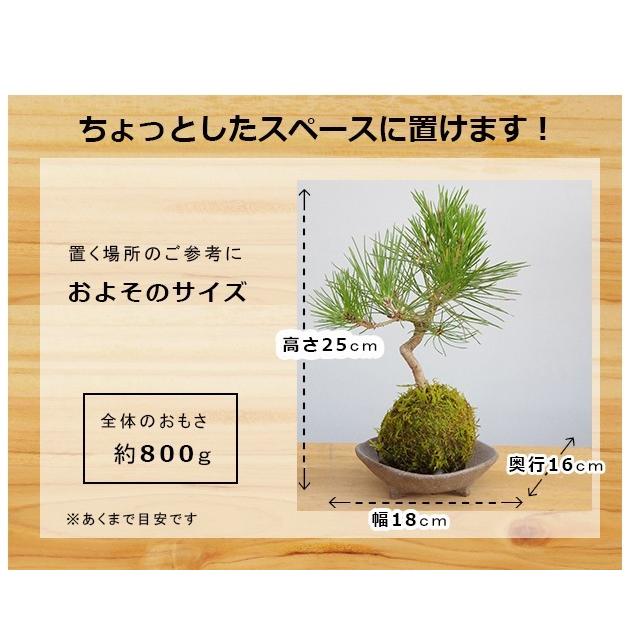苔玉 盆栽 温かみを感じる モダン 黒松の苔玉 三つ足灰器セット