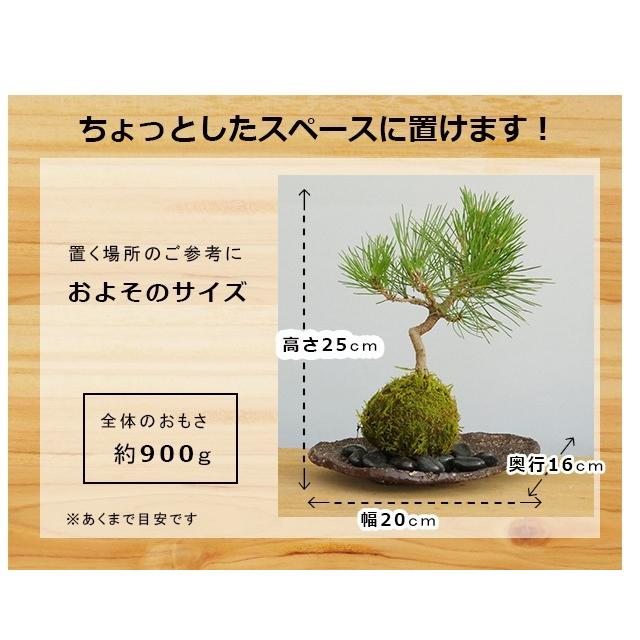 苔玉 盆栽 温かみを感じる モダン 黒松の苔玉 くらま岩器セット