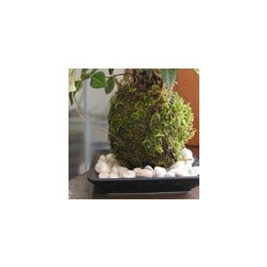 盆栽こけ石付き❗ Buxus on rock bonsai 附石黄杨 available in store. This piece has a