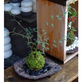 苔玉 盆栽 メルヘンの木 個性的な植物 ソフォラ ミクロフィラ くらま岩
