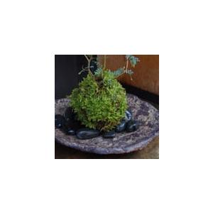苔玉 盆栽 メルヘンの木 個性的な植物 ソフォラ ミクロフィラ くらま岩