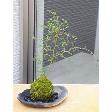 苔玉 盆栽 メルヘンの木 個性的な植物 ソフォラ ミクロフィラ 炭化焼締