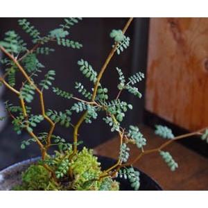 苔玉 盆栽 メルヘンの木 個性的な植物 ソフォラ ミクロフィラ 焼締角器